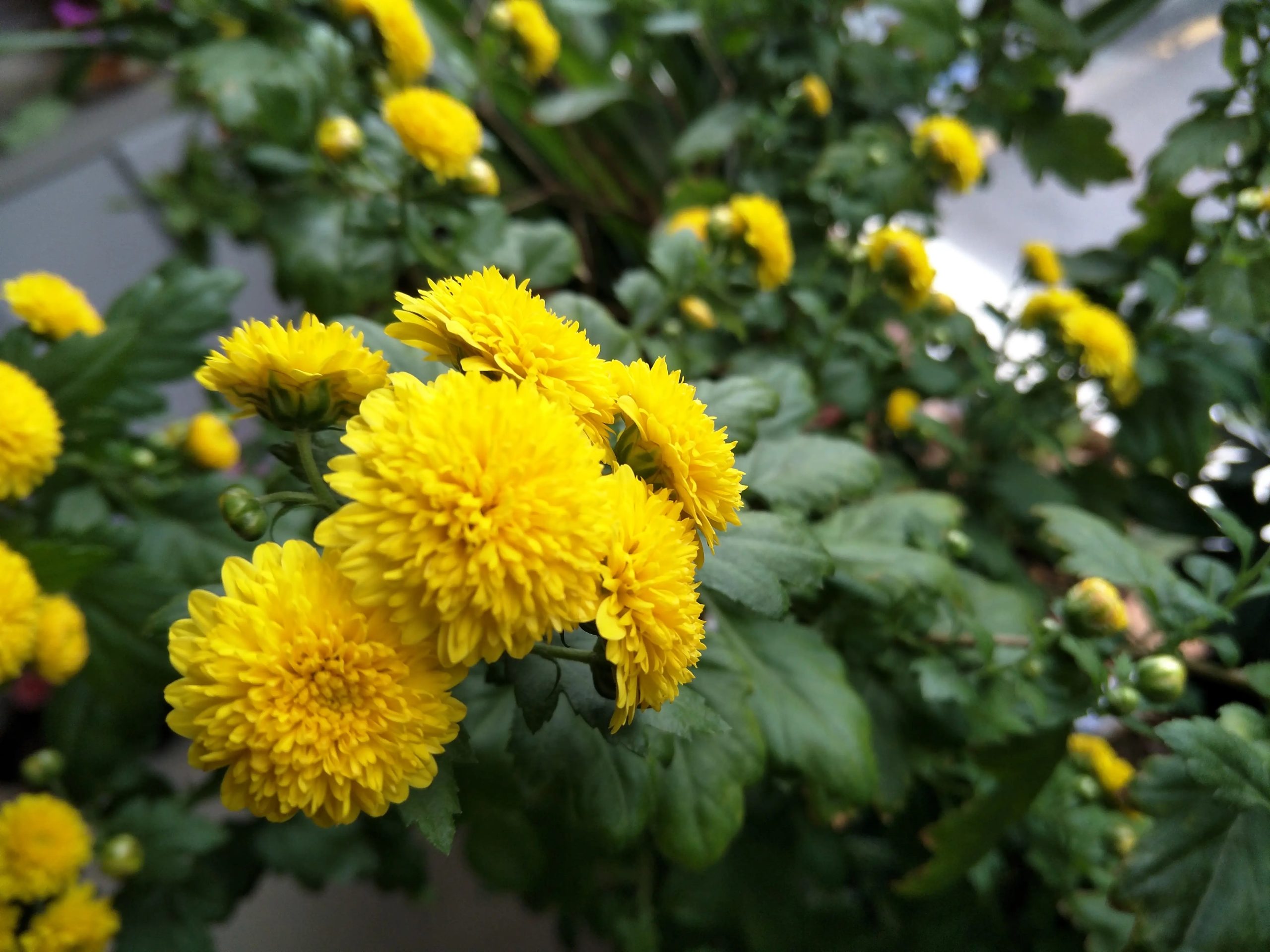 一个我叫嫂子的亲戚走了