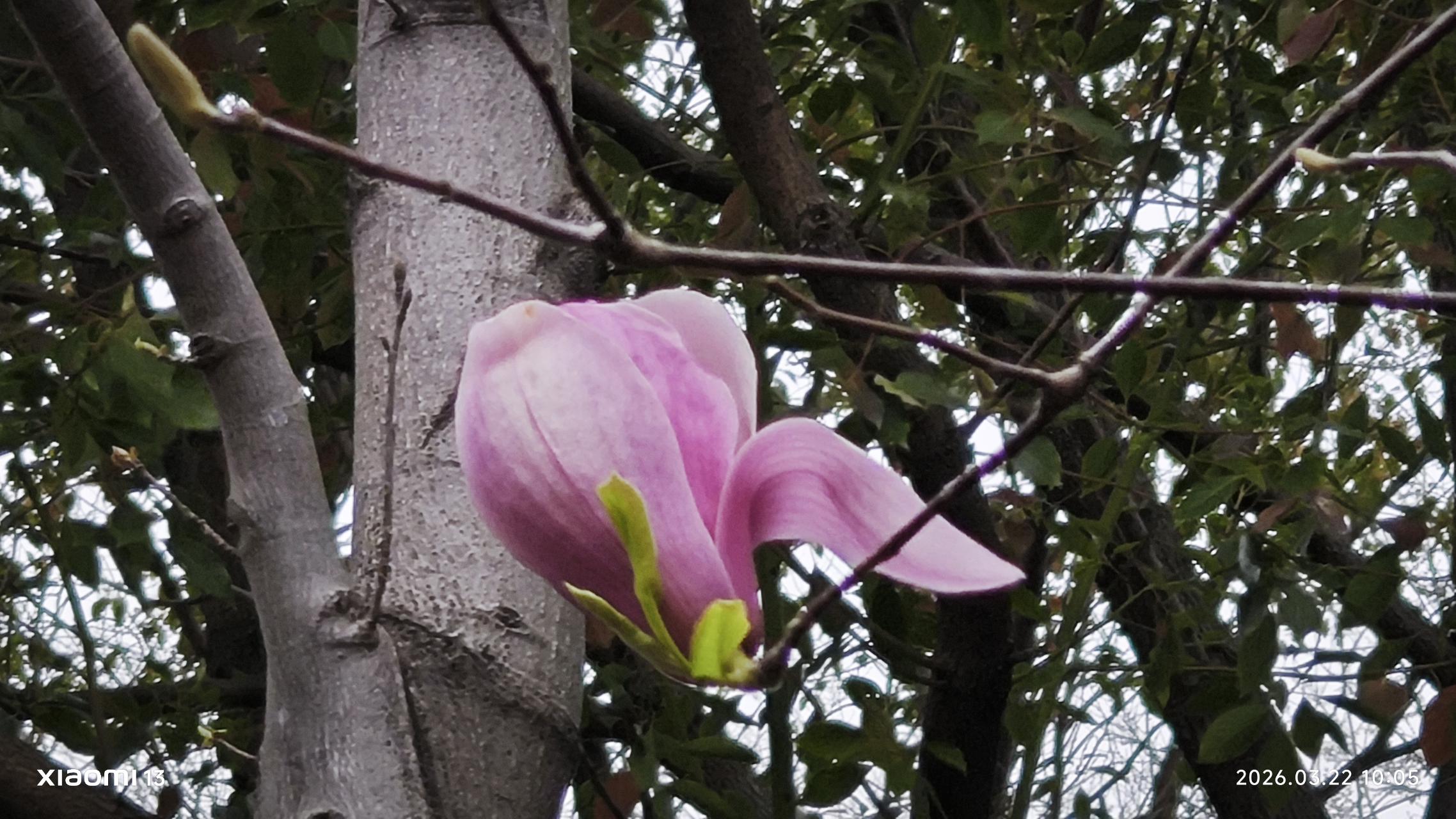 张雪峰老师走了